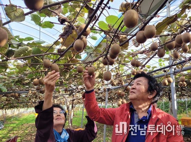 친환경농산물 키위 수확
