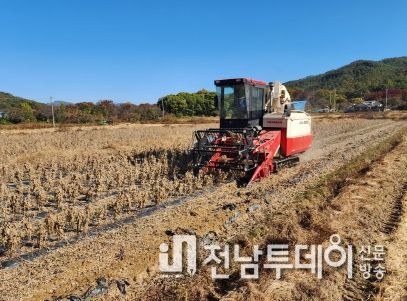 콩 수확 사진