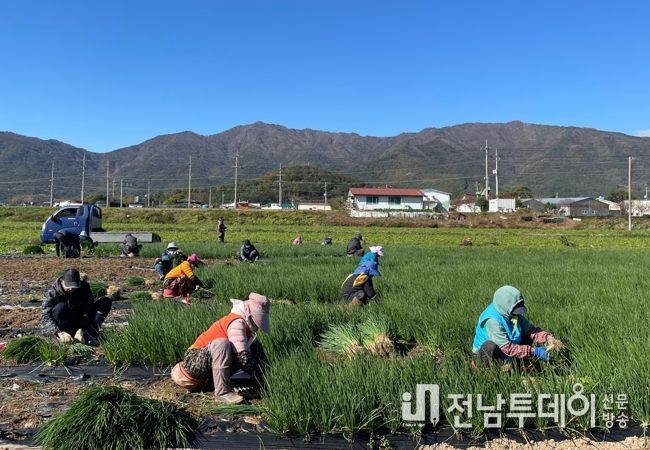 회천면 일대 쪽파수확현장