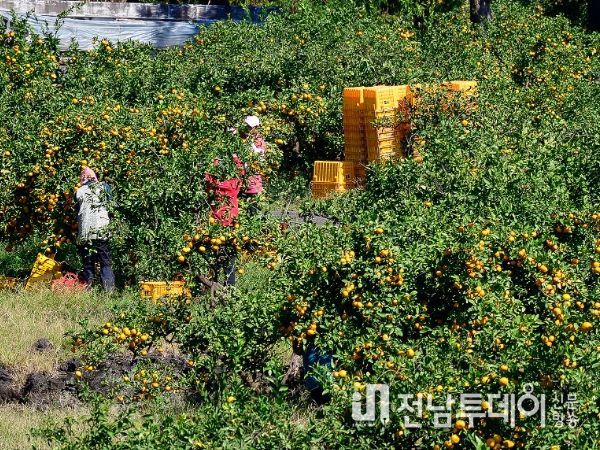 제주 서귀포 2023년산 노지감귤 가격 97년 감귤 가격조사 이후 최고가 행진