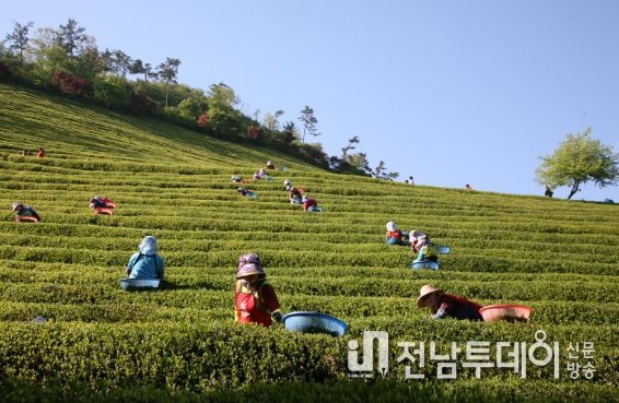 보성군, 농산물 지리적표시 제1호 ‘보성녹차’ 관리 철저