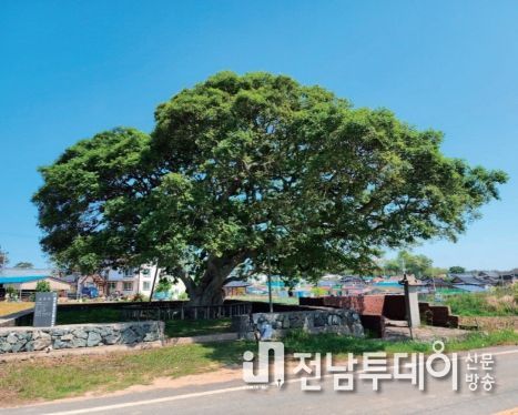 증도면 우전리 팽나무