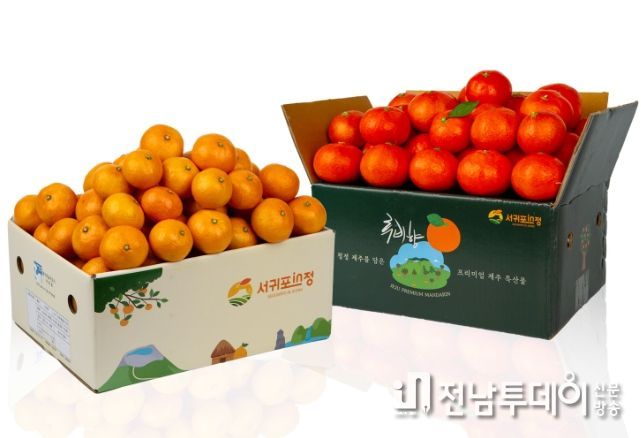 서귀포in정 감귤데이 기획전 썸네일