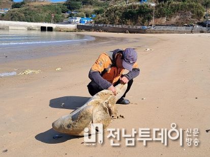 홍어의 고장! 신안 흑산도에 ‘37년 만에 고래’가 돌아왔다.