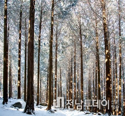 사진으로 만나는 장성군의 아름다움