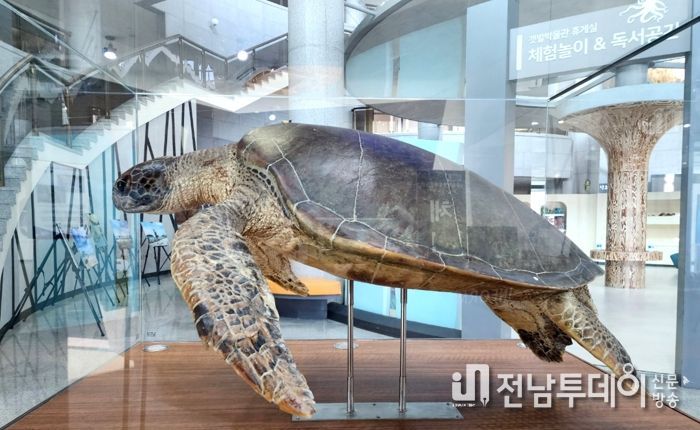 신안갯벌박물관에 국내 최대 크기인 국제적 멸종위기종 푸른바다거북 표본이 전시되어 있다.
