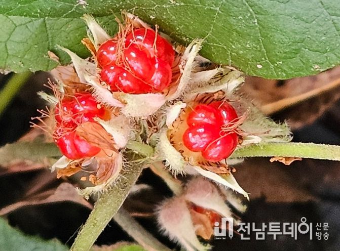 신안에 자생하는 겨울딸기