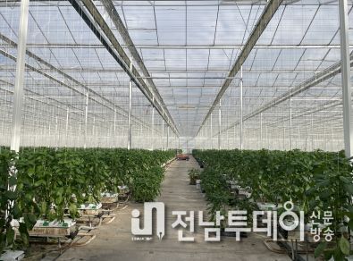 파프리카 재배 농가의 유리온실 내부