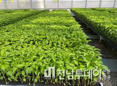 영광군, 고추 육묘 신청접수