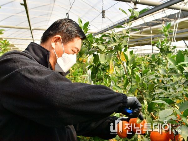 장성군 “새콤달콤 아열대과일 ‘레드향’ 맛보세요”