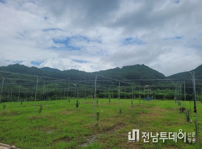 구례군, 태추 단감 특화작목 생산단지 육성