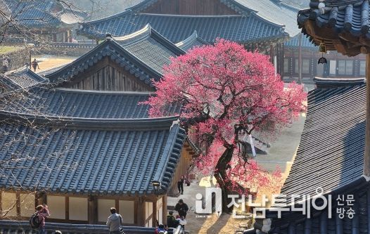 “국민에게 큰 사랑 받은 화엄사 홍매화” 국가유산 “구례 화엄사 화엄매”