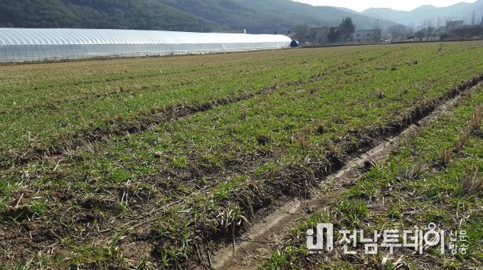 배수로 정비(1.5~2M 간격, 25~25cm 깊이)