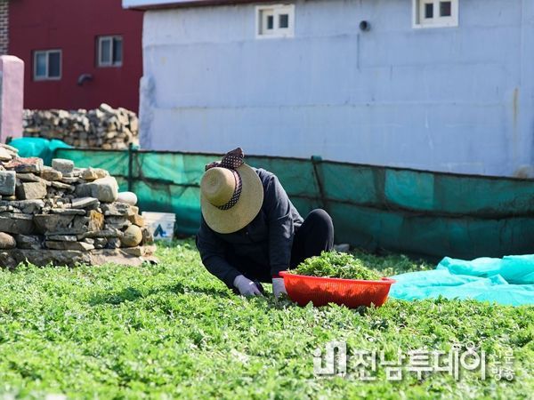 여수시, 제철 맞은 ‘거문도 해풍쑥’ 본격 출하
