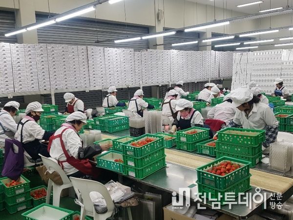 담양 딸기, 아시아 전역으로 수출길 넓힌다