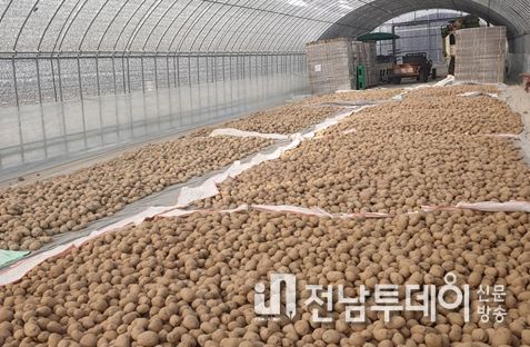 바닥에서 산광 싹틔우기