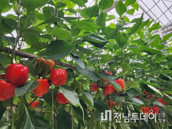 파프리카 영암군 대표 상품 발돋움할 길 열려