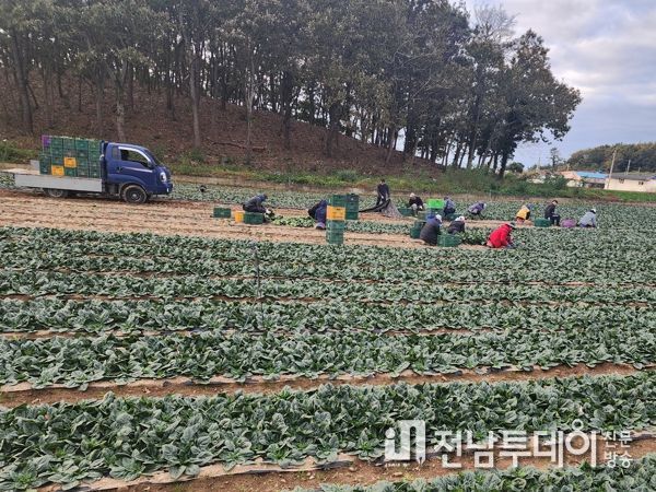 진도 시금치 ‘으뜸초’ 본격 출하로 시장 반응 뜨거워