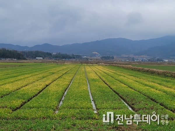 영암군, 생육재생기인 맥류에 거름 주고, 습해 예방하세요