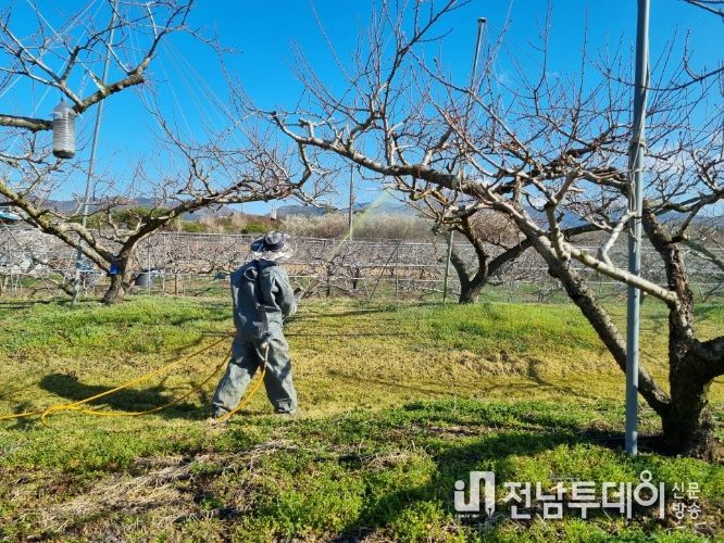 복숭아 동계 방제 : 복숭아 과원에 동계방제 약제 살포 모습