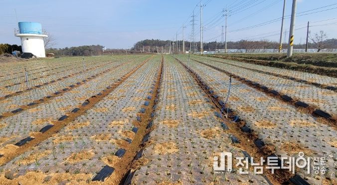 양파밭