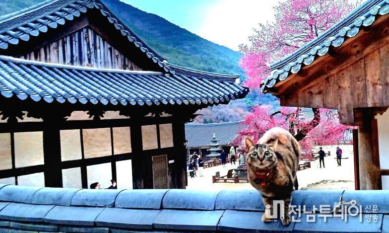홍매화 사진
