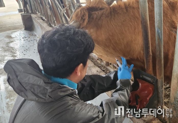 소 브루셀라병 및 결핵병 일제검사