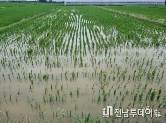 왕우렁이 피해 필지.