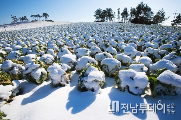 해남군“봄을 부르는 맛”겨울배추로 만든 새김치 아시나요?”