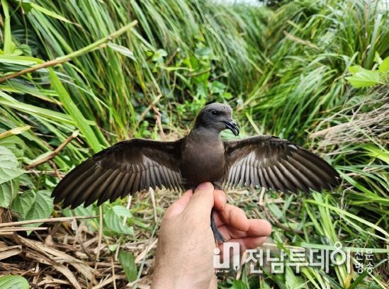번식을 위해 섬에 찾아온 바다제비, 이동 경로 연구를 위해 연구원이 확인하고 있다.