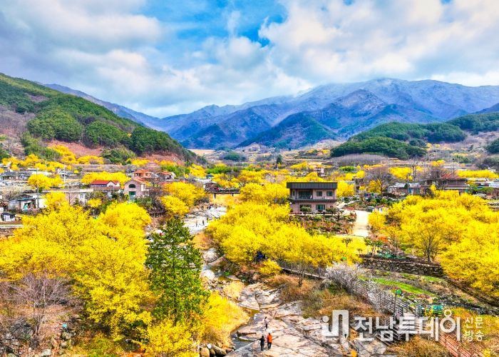 제25회 구례산수유꽃축제 개최
