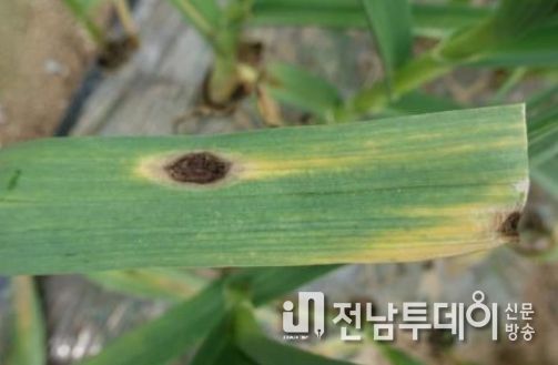영광군, 잦은 강우에 따른 양파·마늘 습해 예방 당부