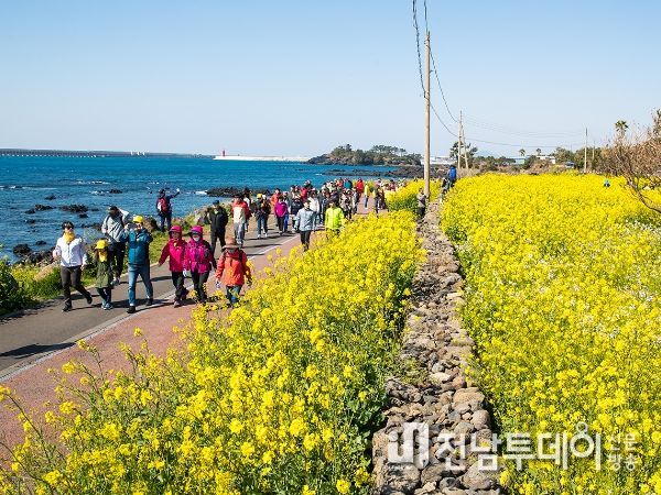 봄꽃 향기와 걷자, 서귀포 유채꽃 국제걷기대회 개최