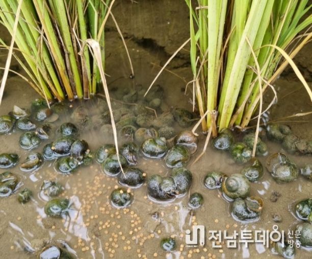 장성군, 논벼 재배 농가에 왕우렁이 공급