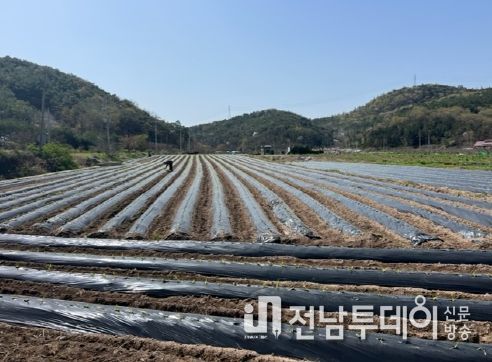 이식기를 활용한 옥수수 모종 깊이 심기