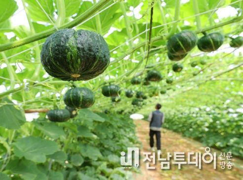 해남 미니단호박, 기능성 식품원료 등록까지 한걸음 남았다