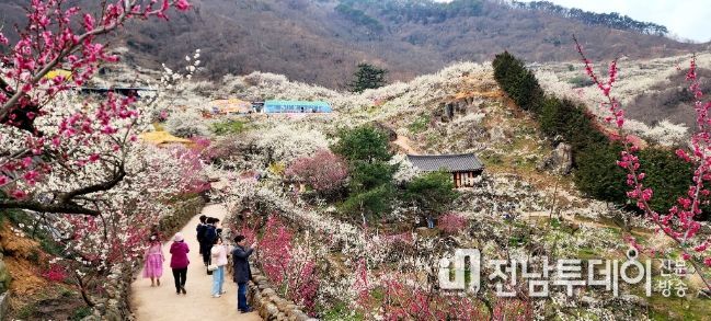 제23회 광양매화축제, 전국적 관심 속에 대단원 막 내려