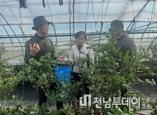 곡성군, 블루베리 조기재배로 농가소득 2배 이상 증대