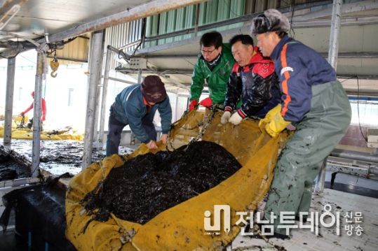 장흥군, ‘김산업 진흥구역 지정’ 프리미엄 김 생산 탄력