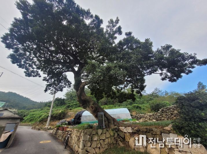 신의면 하태동리 471 팽나무 보호수