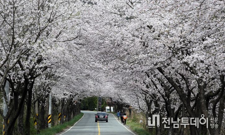 축제 도시 ‘강진’, 봄 상춘객 유혹