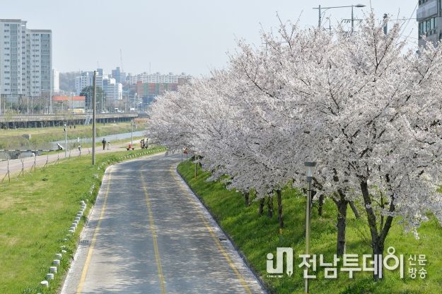 광주광역시 서구, 벚꽃 보고 음악으로 힐링하고 ‘서구의 봄’