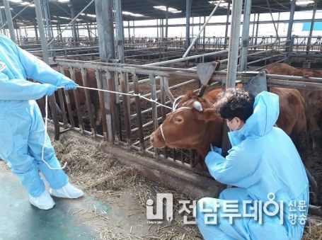 영암군, 4월 초는 소·염소 상반기 구제역 백신 일제 접종 기간