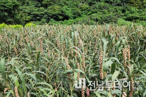철새 먹이인 서숙(조)을 재배한 경작지