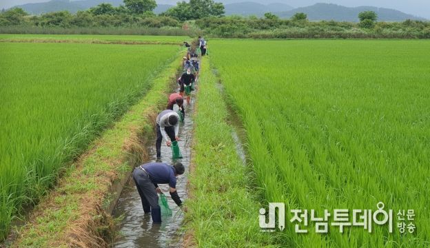 화순군, 벼 재배 농가 공급 왕우렁이 관리(수거) 당부