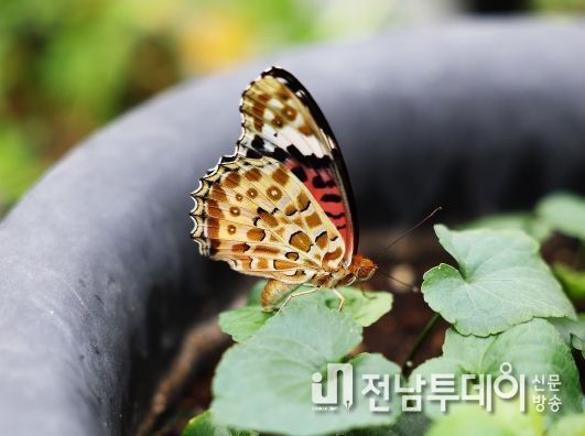 상큼한 산호랑나비가 날아온다! 제26회 함평나비대축제 한달 앞으로 성큼!