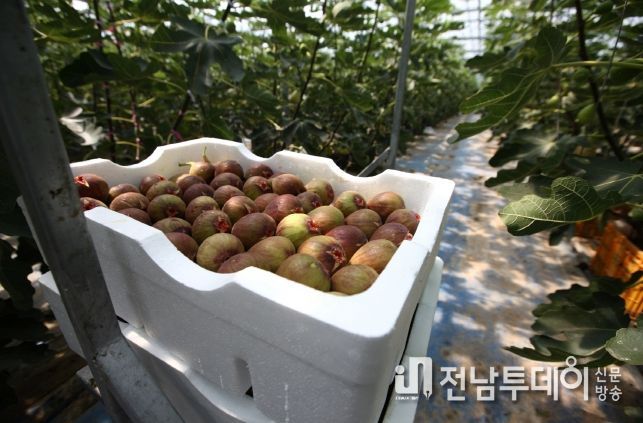 해남군, 친환경 과수․채소 전문단지 조성사업 공모 선정