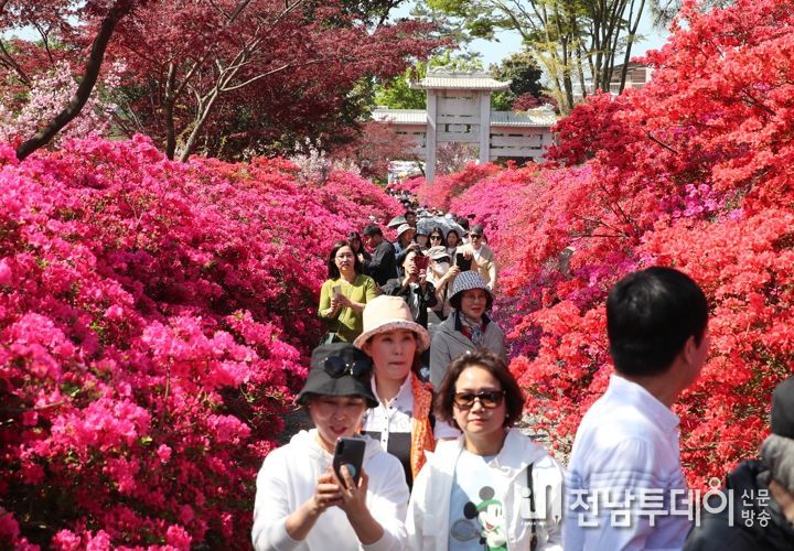 올 봄 30만명 이상의 관광객이 북적거린 강진 서부해당화축제 모습