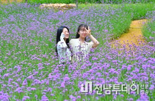 “장성군 동화나라 버베나 축제 오세요”