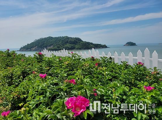 영광군, 백수(白岫)해안도로 ‘해당화 자연 포토존'조성